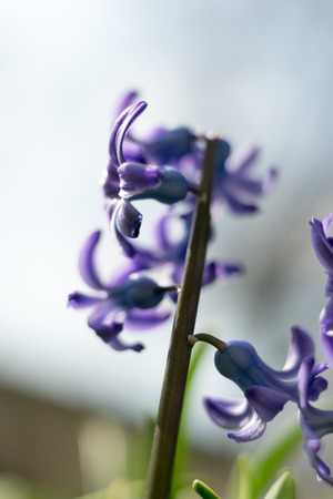 Spring flowers in the Netherlands in all colors and sizesの写真素材