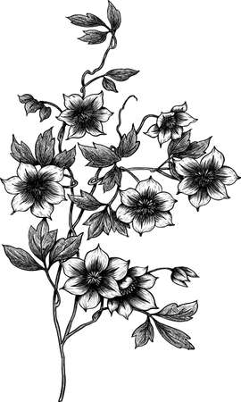 Flowers Hand Drawing Floral Sketch Isolatedのイラスト素材