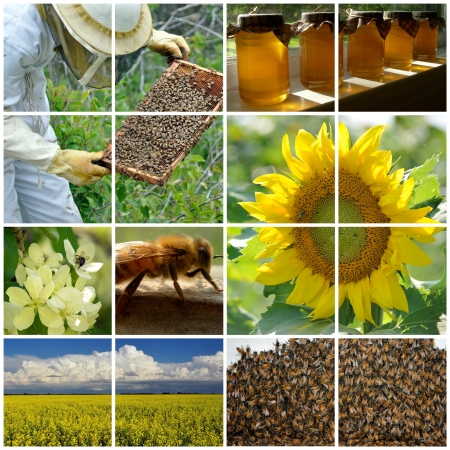 Collage of various beekeeping imagesの写真素材