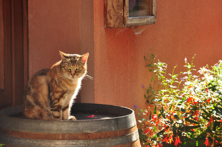 Backlit cat, sitting on a barrel in the afternoon sunの写真素材