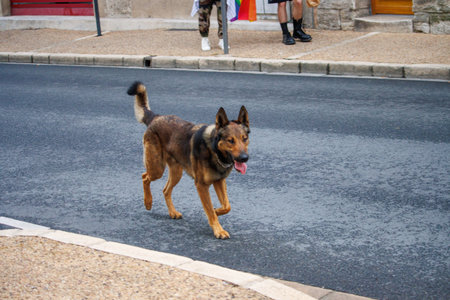 Perigueux, Dordogne, France June 03 2023: Unexpected Encounters: Animals in the Streetのeditorial素材