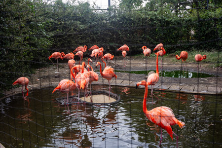 Tokyo, Japan, October 31, 2023: Flock of Flamingos at Ueno Zooのeditorial素材