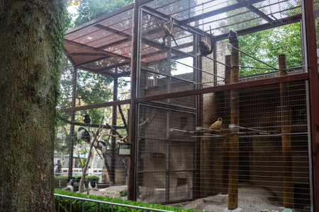 Tokyo, Japan, October 31, 2023: Enclosure with monkeys at a Tokyo zooのeditorial素材