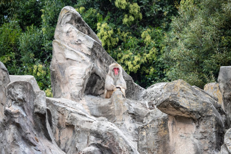 Tokyo, Japan, October 31, 2023: Macaque monkey sitting atop a rocky structure in a zooのeditorial素材