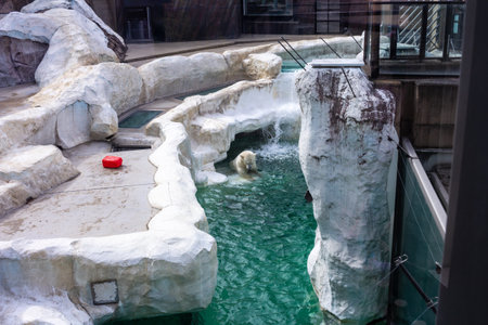 Tokyo, Japan, October 31, 2023: Polar bear in a zoo enclosure with a rocky and watery habitatのeditorial素材