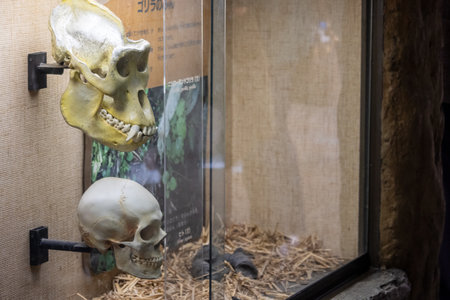 Tokyo, Japan, October 31, 2023: Educational exhibit with animal skulls