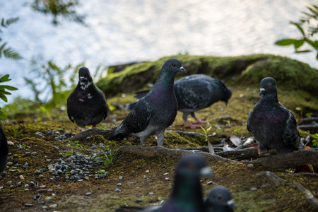 Tokyo, Japan, November 1, 2023: Pigeons gathered by a pond in a tranquil Tokyo parkのeditorial素材