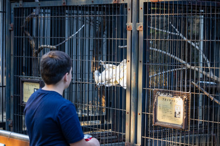 Tokyo, Japan, November 3, 2023: Child Observing a Goat at a Petting Zooのeditorial素材