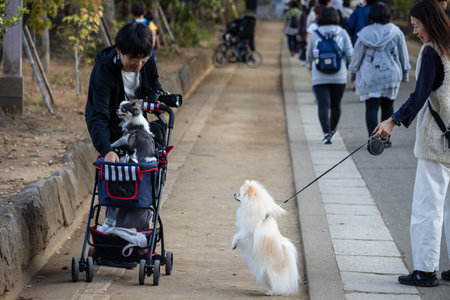Tokyo, Japan, November 3, 2023: Residents with pets enjoying a walk in Ueno Parkのeditorial素材