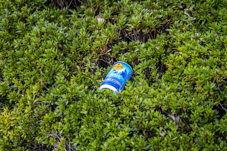 Tokyo, Japan, November 3, 2023: Discarded Pocari Sweat drink can in the greeneryのeditorial素材