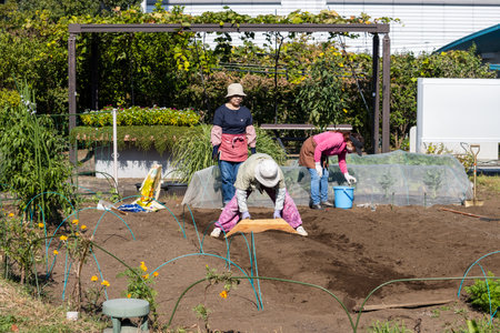 Tokyo, Japan, November 4, 2023: Local Residents Tending to Community Garden in Urban Settingのeditorial素材