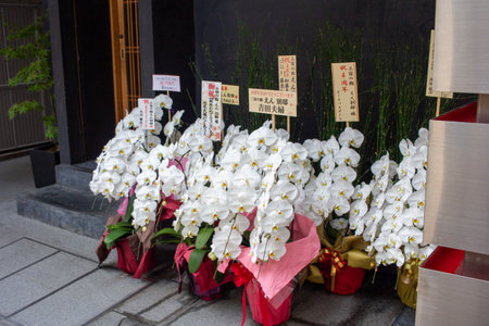 Tokyo, Japan, November 4 2023: Elegant Orchid Display at Traditional Japanese Settingのeditorial素材