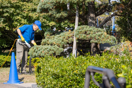 Tokyo, Japan, November 4 2023: Groundskeeper Trimming Bushes in a Park