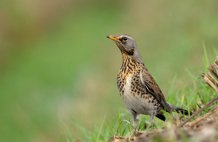 Fieldfare