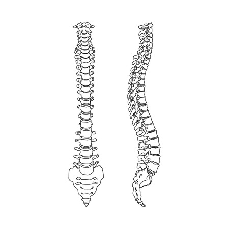 Black silhouette of heath human spine isolated on white background Vector Illustrationのイラスト素材