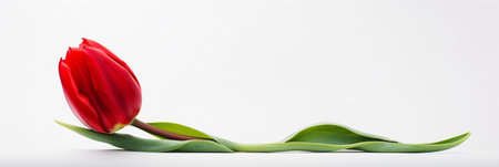 One tulip isolated on a white background, the concept of spring and women's holiday March 8, birthday, bannerの素材