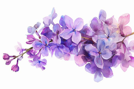 Watercolor illustration of a branch of blooming lilacの素材