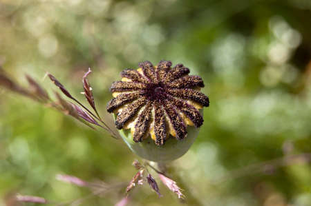 Oriental poppy seed podの写真素材