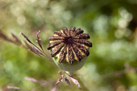 Oriental poppy seed podの写真素材