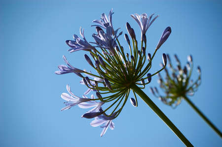 African Lily - 'Agapanthus africanus' - Tuscanyの写真素材