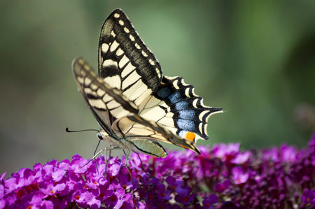 Swallowtail butterfly landed on Buddleiaの写真素材