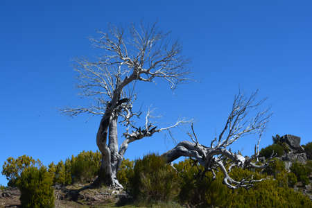 bizarre dried up tree on the hiking trail to Pico Ruivo, Madeira's highest mountain