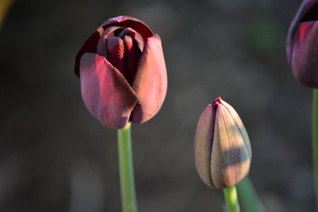 Tulips. A bulbous spring-flowering plant of the lily family, with boldly colored cup-shaped flowers.の写真素材