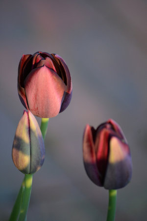 tulip. Beautiful bouquet of tulips. colorful tulips. tulips in spring, colorful tulipの写真素材
