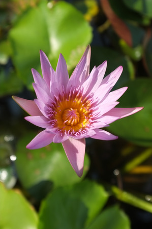Pink lotus in natural pondの写真素材