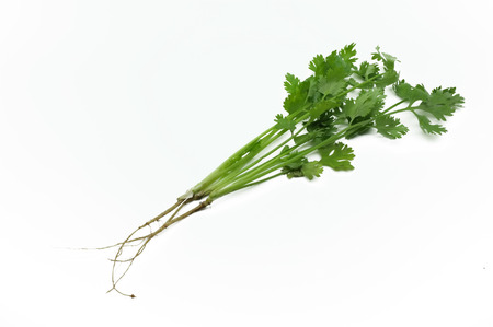 Green leaves of parsley with roots isolated on white backgroundの写真素材