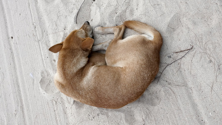 Dog sleeping on sand beachの写真素材