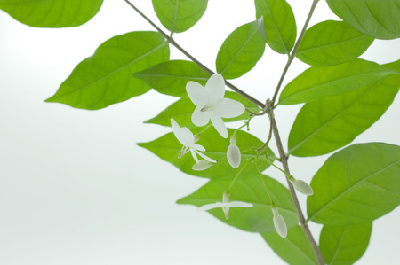 Spring blossom background - green leaves and white flowersの写真素材