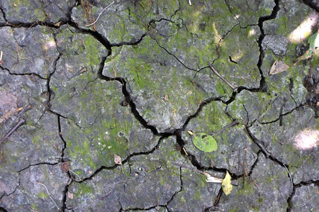 Dried soil texture with green moss