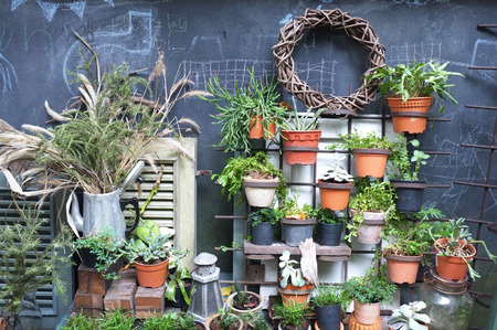 Garden decoration of many plants in potの写真素材
