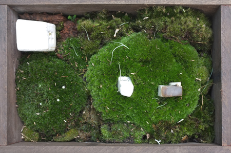 Green moss in wooden frameの写真素材