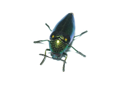 Jewel beetle, Metallic wood-boring beetle in Thailand