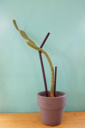 Small cactus in potの写真素材
