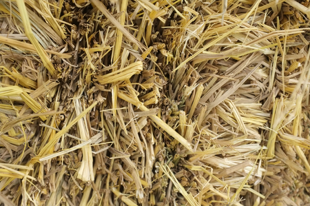 Close up Texture Background of brown rice  straw in the farm