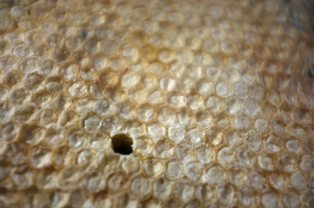 Thai food , Royal jelly in honeycomb , Beauty and antiaging concept. Organic and natural cosmetics.
