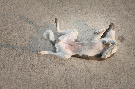 The dog enjoying on the road , Concept Happy , freedomの写真素材