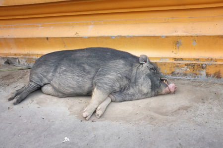 Cute wild Boar  sleeping  the road , Concept lazy , fatの写真素材