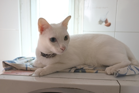 The Siamese Pure White cats face. The cat odd eyes has one golden eye and one blue one. Concept cute animalの写真素材