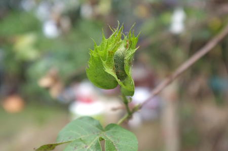 Beautiful nature background , Cotton balls on the plant ready to be harvested ,Fresh Cotton Flower on Branch, Thailandの写真素材