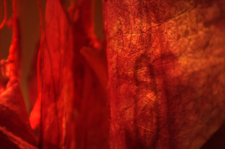 Thai nature dyeing color pink ,Raw material dyeing Color of Lac Insect or Kerridae on paper , Concept scary ,  Sadis , rave , psychosis  background textureの写真素材