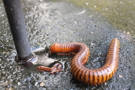 Millipede is drinking waterの写真素材
