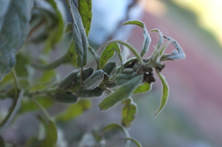 white Sasame seeds ,Sesamum orientale on tree