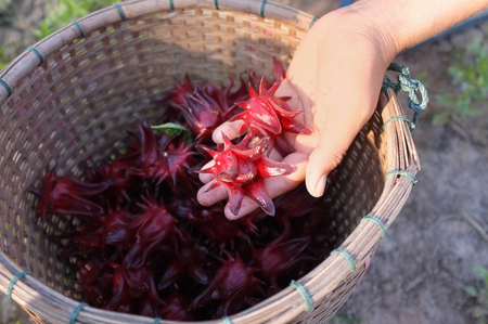farmer harvesting organic fresh red roselle in the farmの写真素材