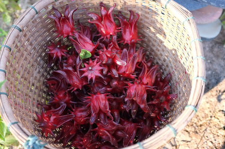 Roselle or hibiscus flowers after harvesting for dehydration and preservation.の写真素材