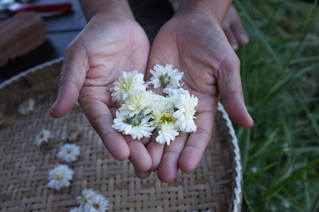 White chrysanthemum flower Type Species name Chrysanthemum indicum linn on handの写真素材