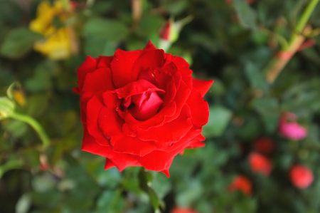 roses in the gardenの写真素材